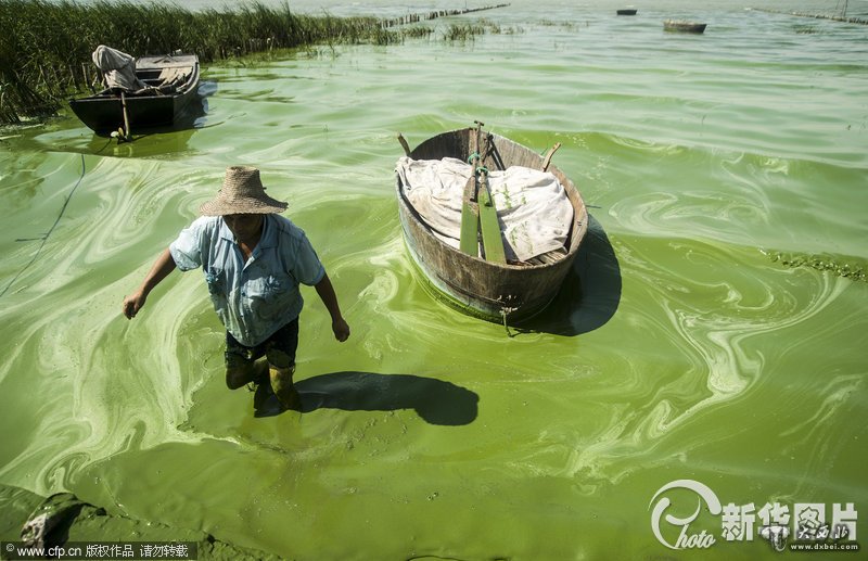 安徽巢湖蓝藻大面积暴发 水体腥臭粘稠如粥