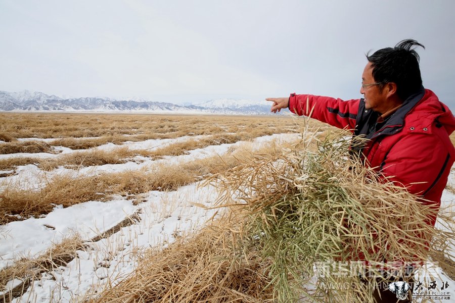 山丹马场8.6万亩农作物遭受雪灾 为全国最大油菜连片种植基地