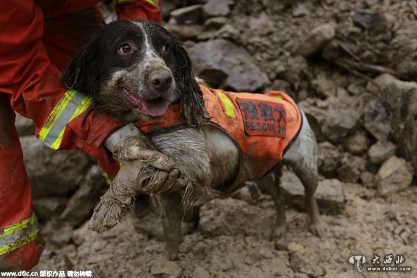 浙江丽水山体滑坡事故：搜救犬四肢受伤稍作清理后 仍奋战一线不放弃