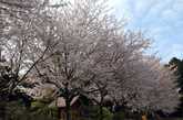 中正神社周围也种满了樱花。