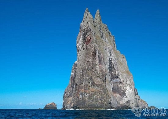 这些不能飞的竹节虫被认为灭绝了80年。但就在登山者称他们在柏尔金字塔巨型岩石上发现新鲜粪便后，研究人员展开调查。