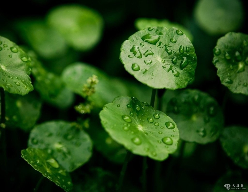 植物