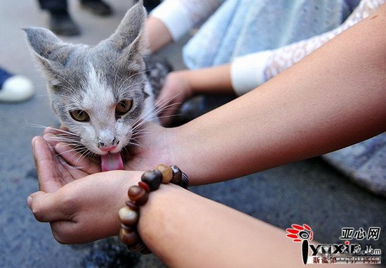 乌鲁木齐一小猫被困高架 消防员将其救出