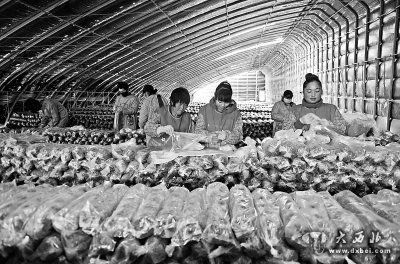 天祝县南移民点群众学习食用菌种植技术