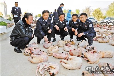 甘肃破获跨甘陕川湘非法猎杀濒危野生动物大案，抓获4嫌犯