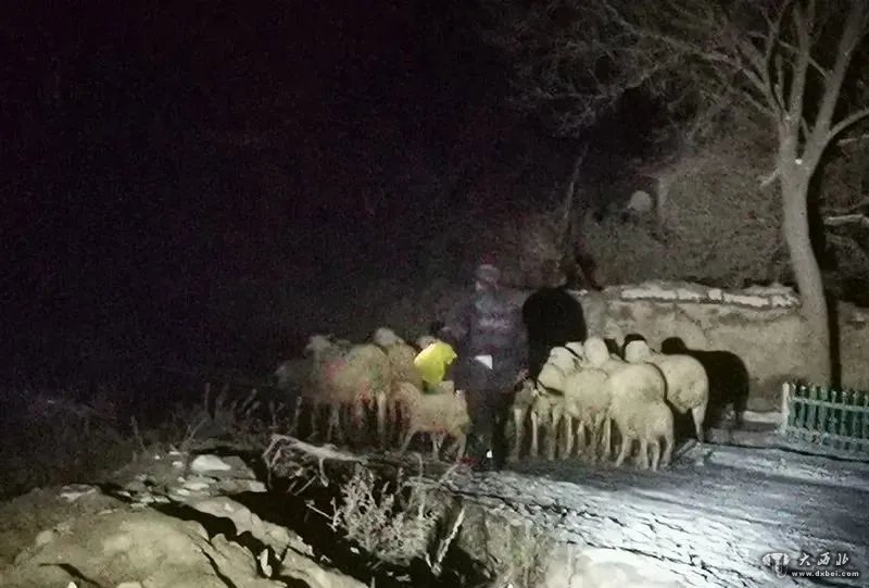 平凉：26只羊全部找到