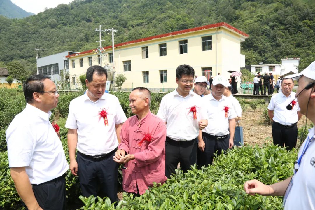 2022年陇南市夏秋茶新工