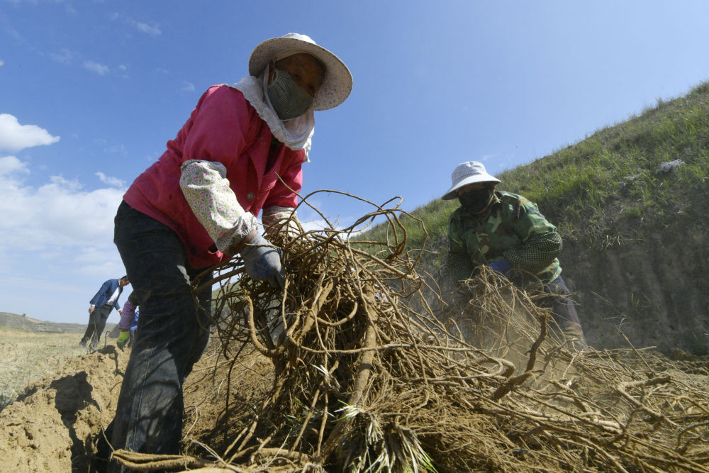 榆中县北山地区药材采