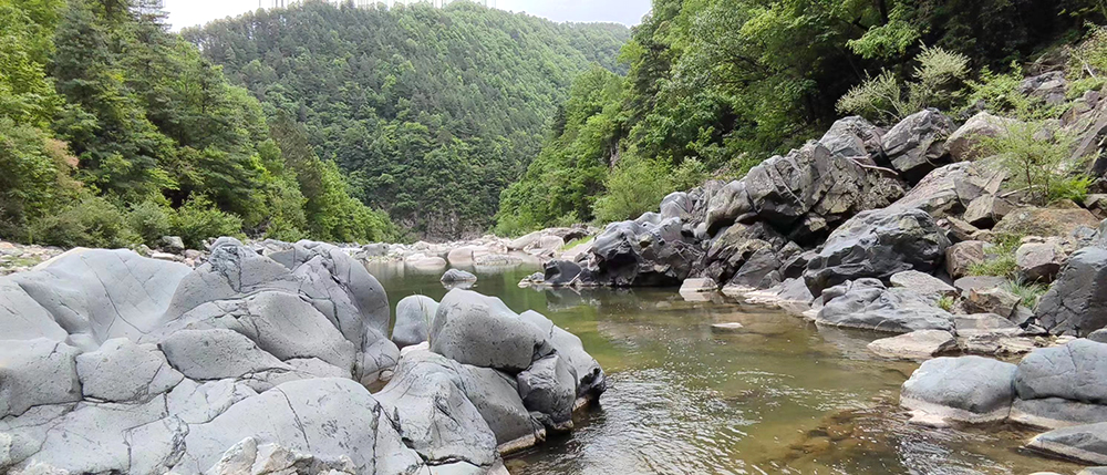 小陇山龙门林场保护经