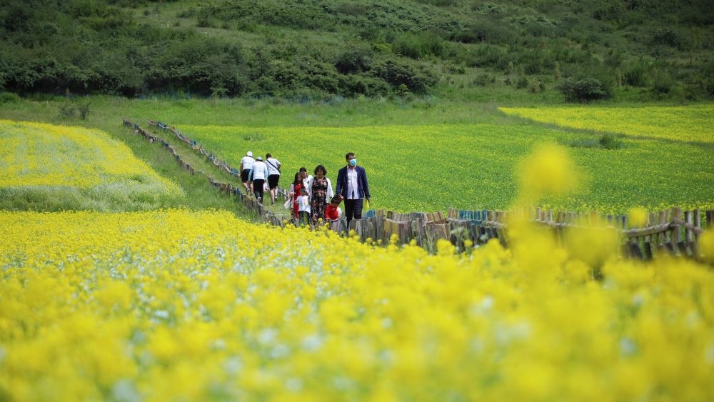 甘肃古浪：荒山变“绿